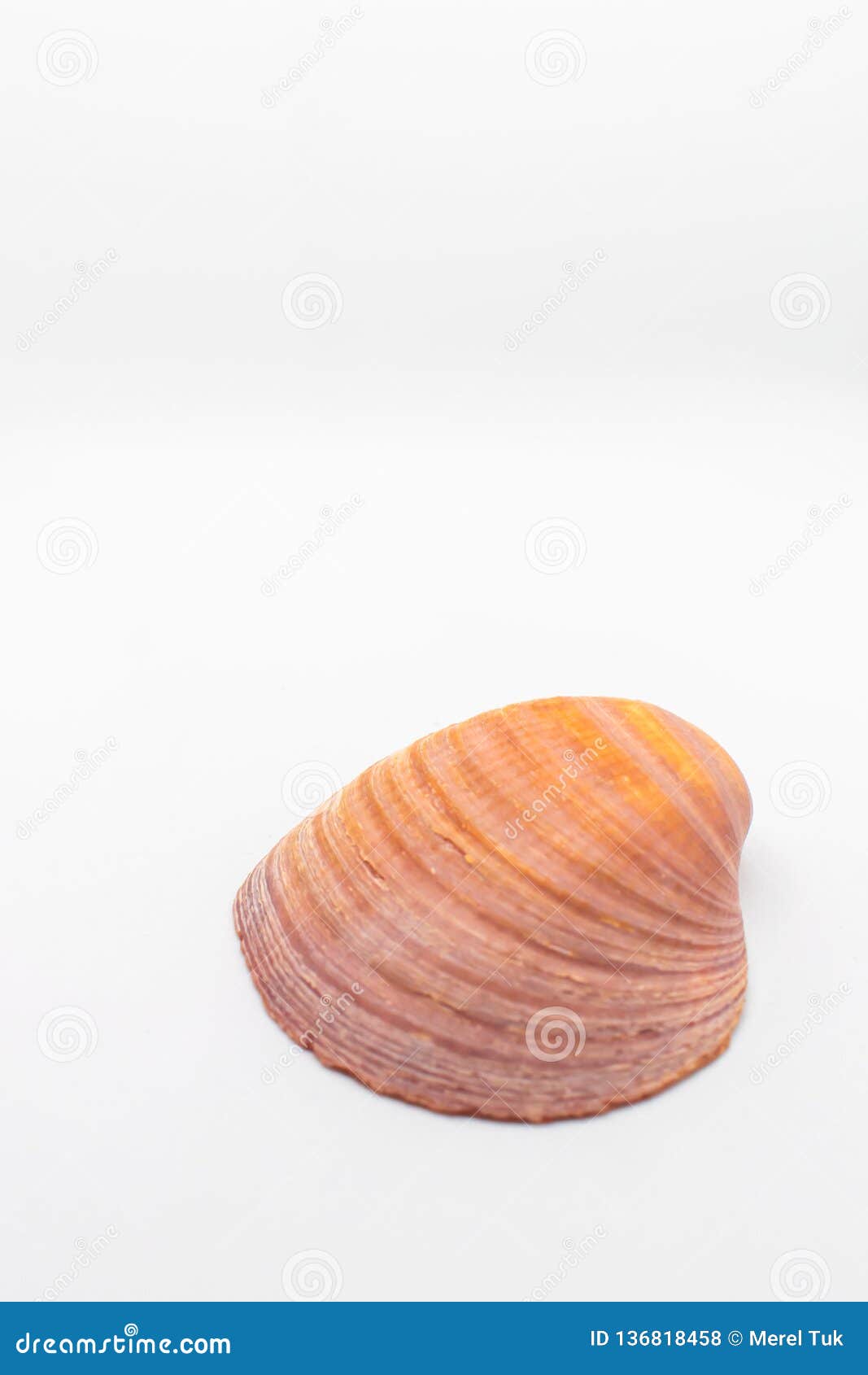 buttercup lucine seashell on  white background