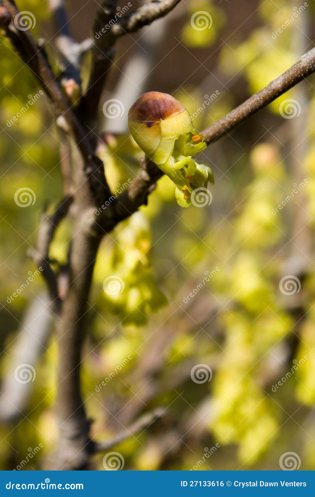 buttercup witch hazel