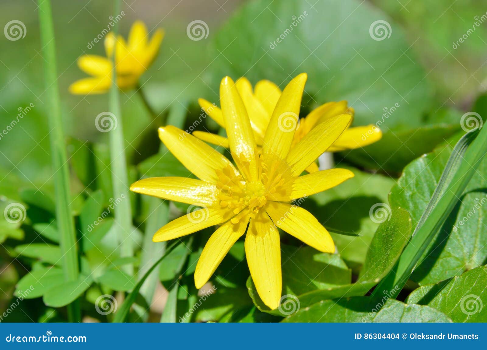 Buttercup Yellow Flower Blooming in the Spring in the Woods Stock Photo