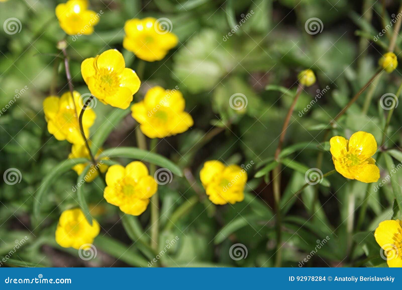 Buttercup Yellow Flower Blooming in the Spring Stock Photo Image of