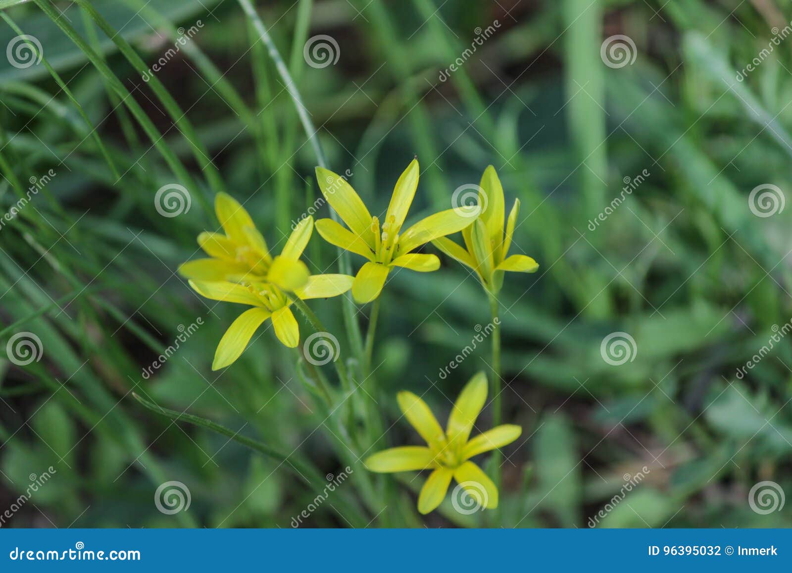 Buttercup Yellow Flower Blooming in the Spring in the Woods Stock Photo
