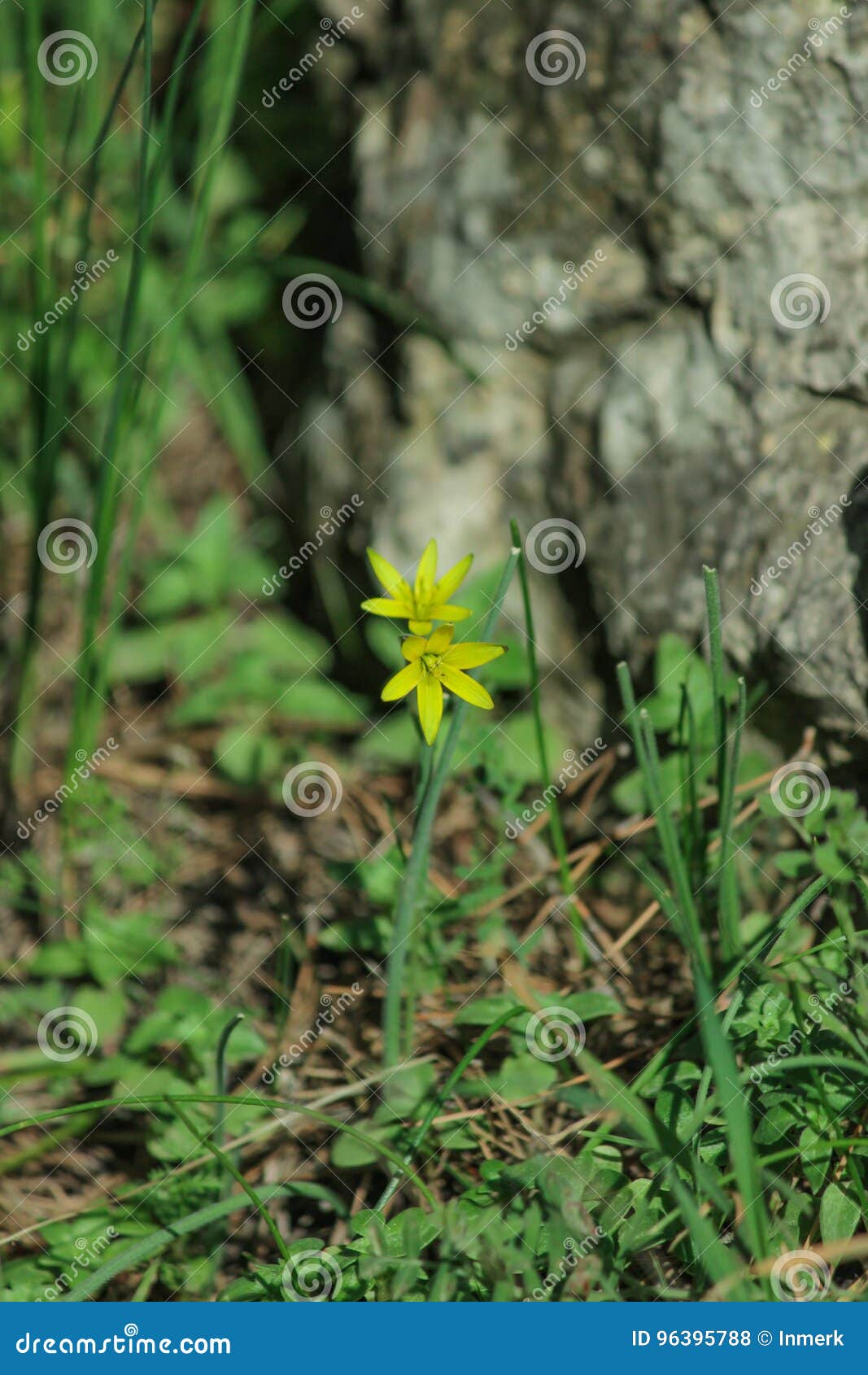 Buttercup Yellow Flower Blooming in the Spring in the Woods Stock Photo