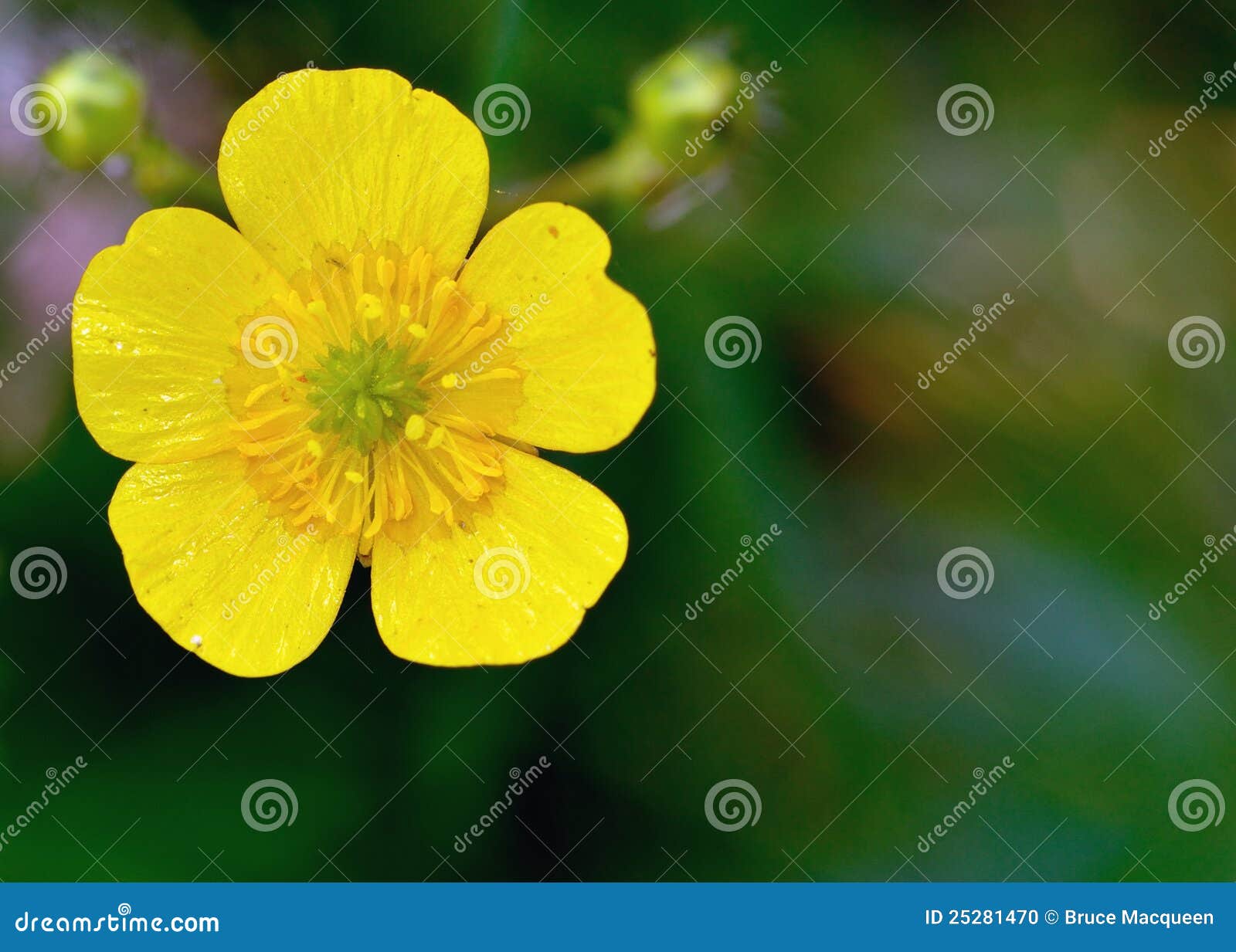 Buttercupblomma. Skjuten makro för buttercupcloseupblomma