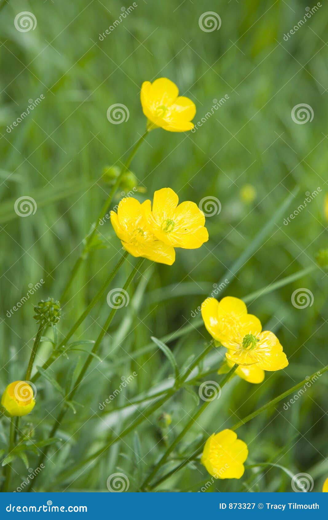 Buttercups stock image. Image of flowers, weeds, buttercups 873327