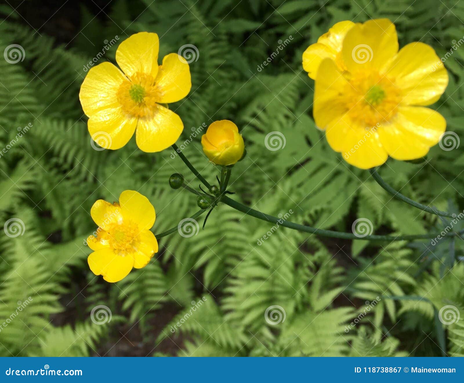 Buttercups in Bloom in the Spring in Maine Stock Image Image of maine