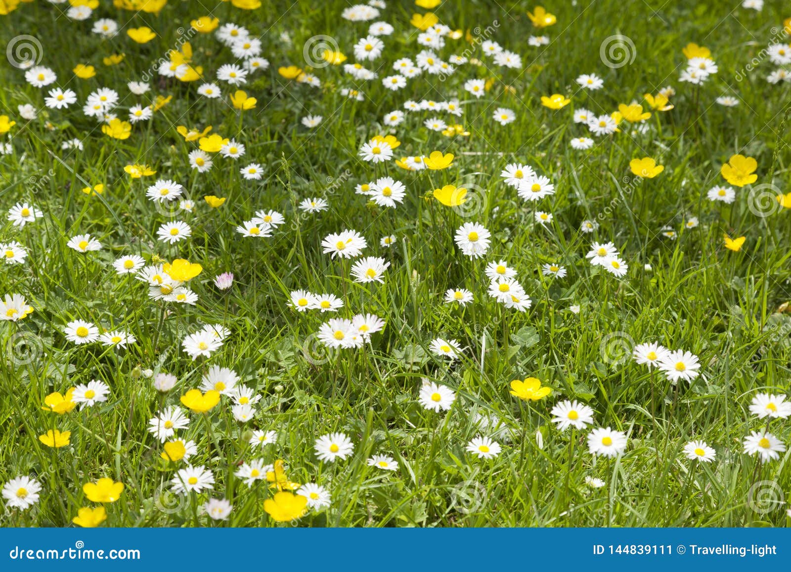 buttercups and daisises