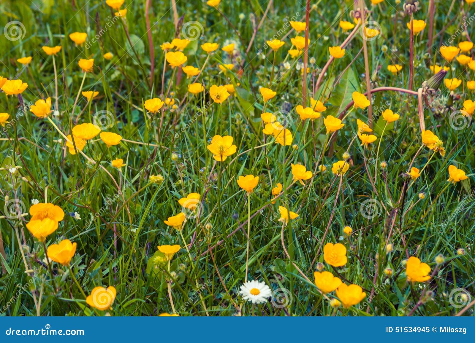 Buttercups flowers stock image. Image of meadow, growth 51534945