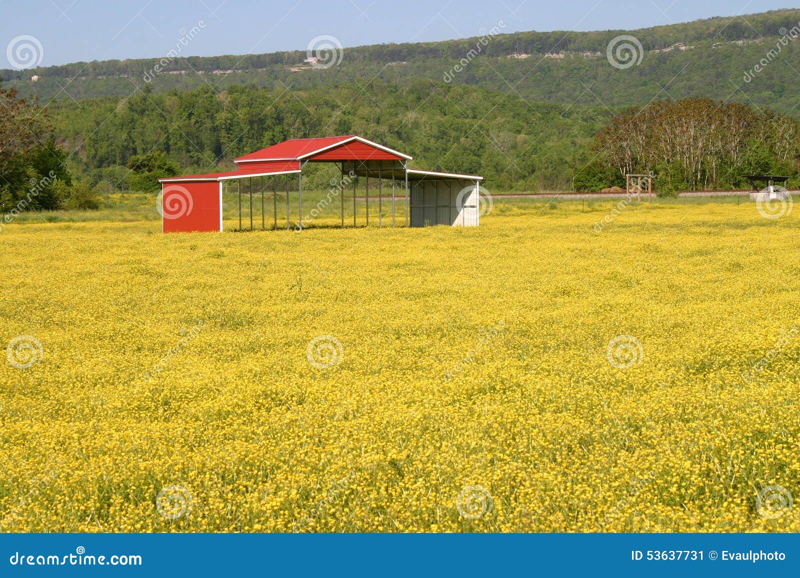 buttercups & pole barn
