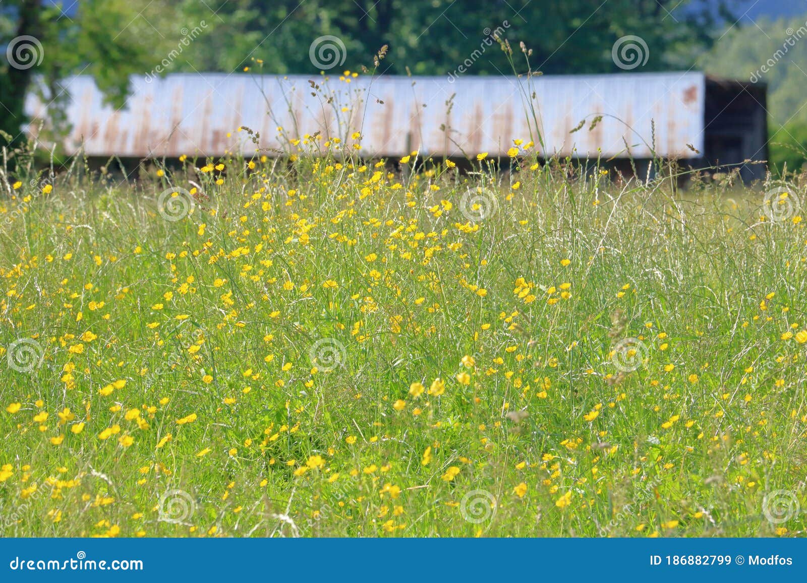 control of creeping buttercup in grassland control of creeping buttercup in grassland