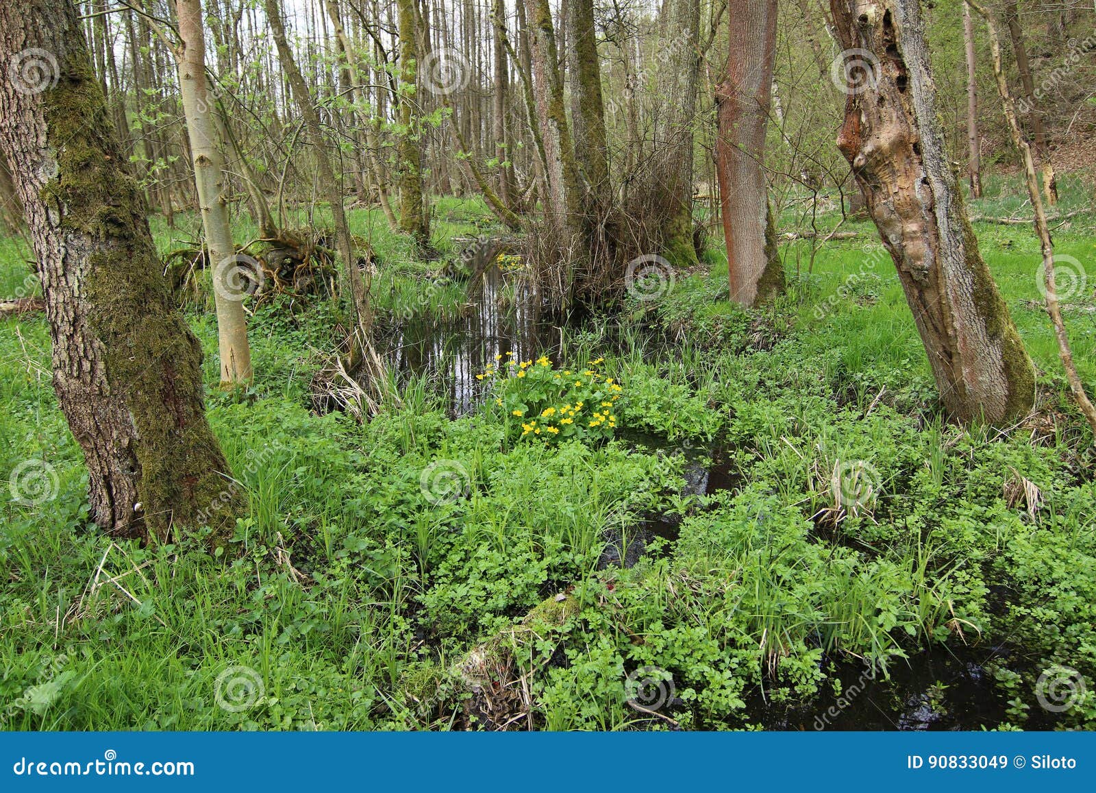Buttercups in wetlands stock image. Image of nature, flowering 90833049