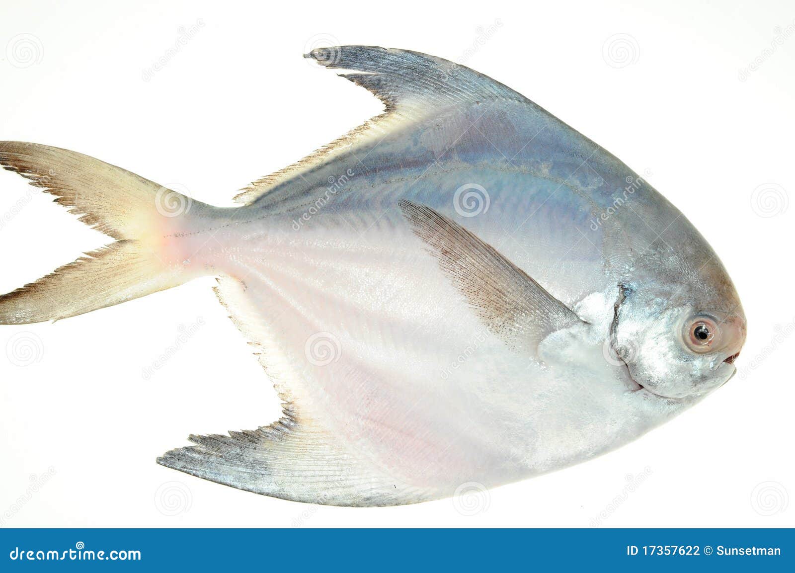 ButterfischFische stockfoto. Bild von skala, verriegelung 17357622