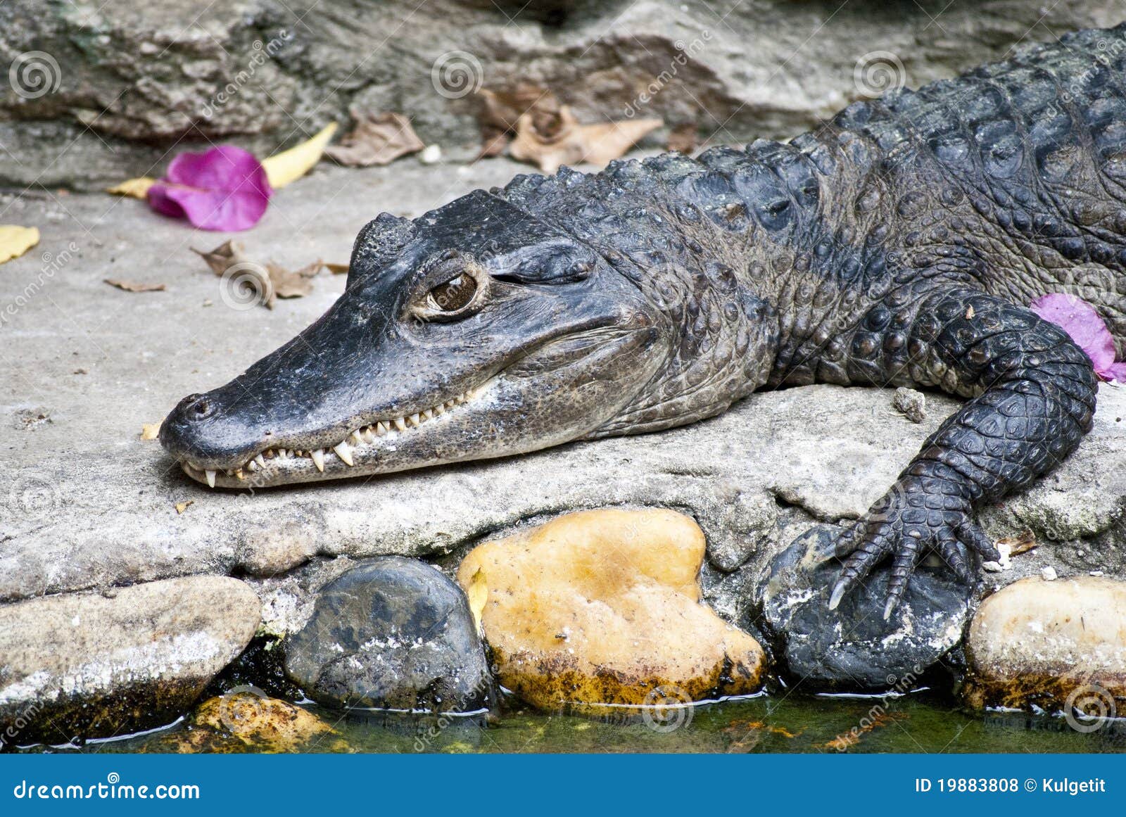 Butterfish and Smile Crocodile Stock Photo Image of thailand, animal