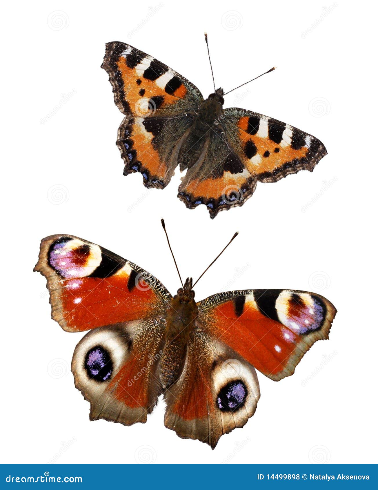 Butterflies stock photo. Image of summer, small, beautiful - 14499898