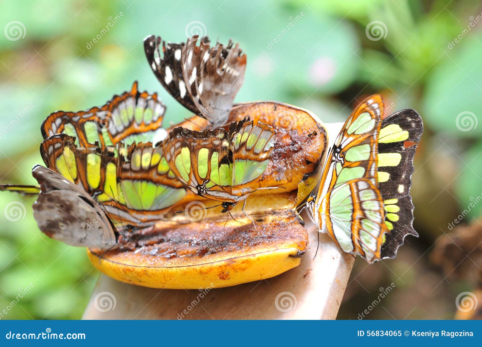 Butterflies on the banana stock image. Image of growth 56834065