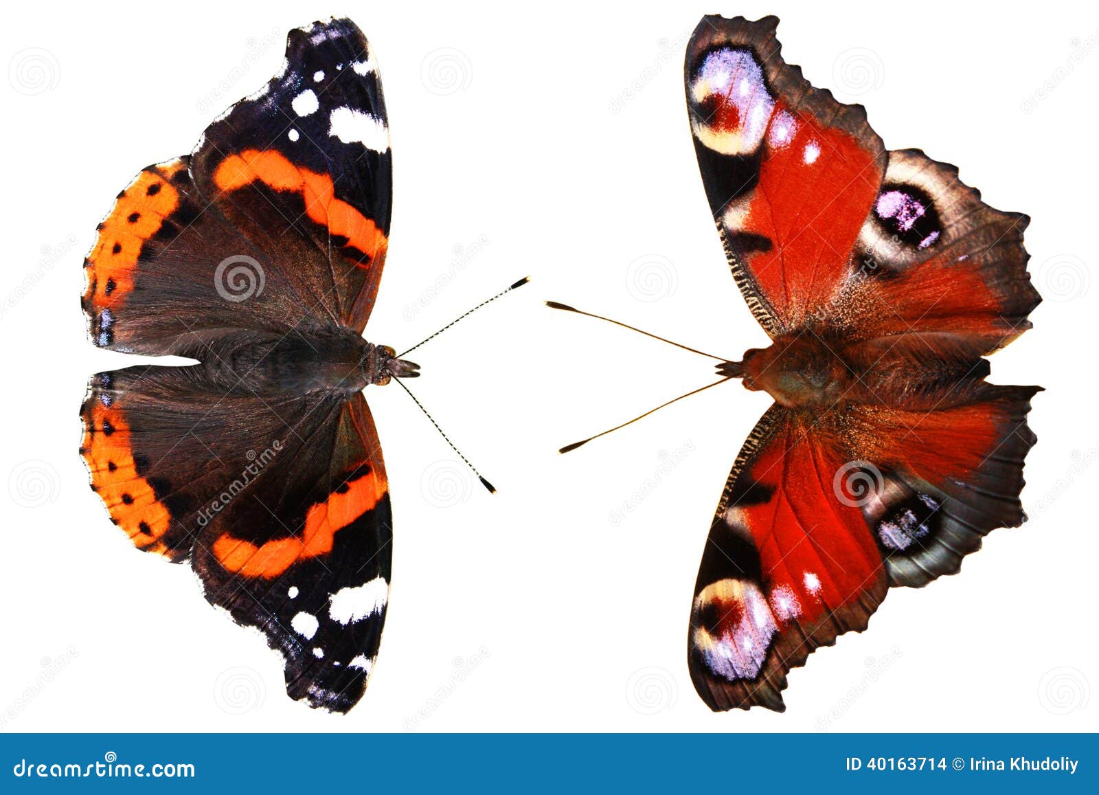 Butterflies stock photo. Image of spots, beautiful, black - 40163714