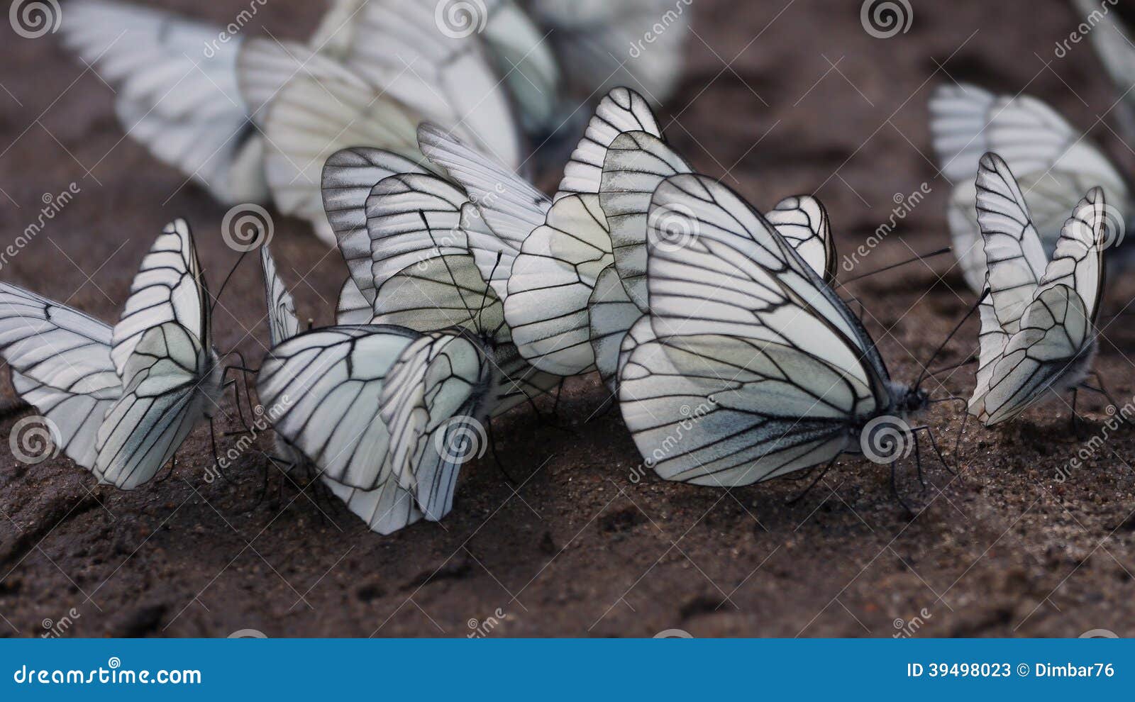 butterflies. black-veined white (aporia crataegi)