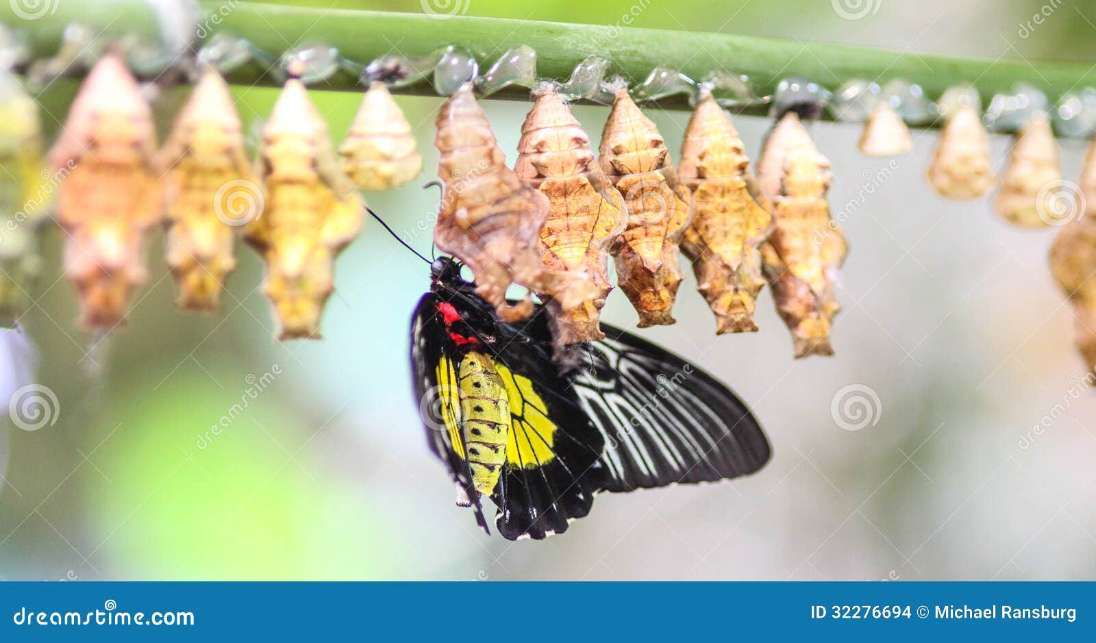 Butterflies and cocoons stock photo. Image of butterflies 32276694