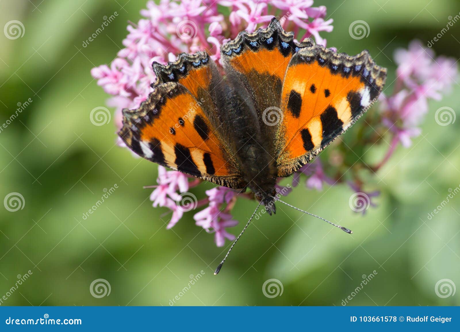 Butterflies in Cottage Garden Stock Photo - Image of white, butterfly ...