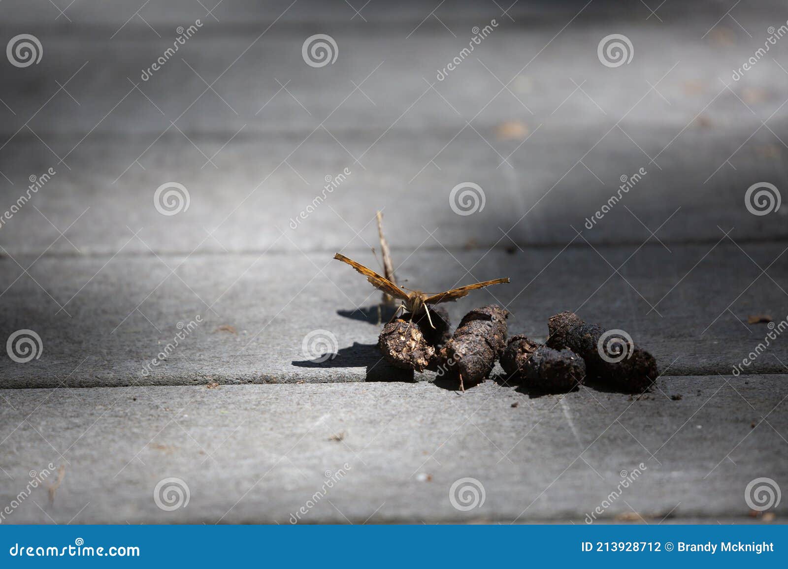 Butterflies Eating Feces stock photo. Image of butterflies 213928712