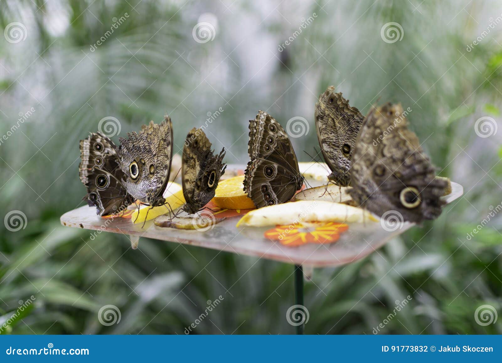 Butterflies eating fruit stock photo. Image of beauty 91773832
