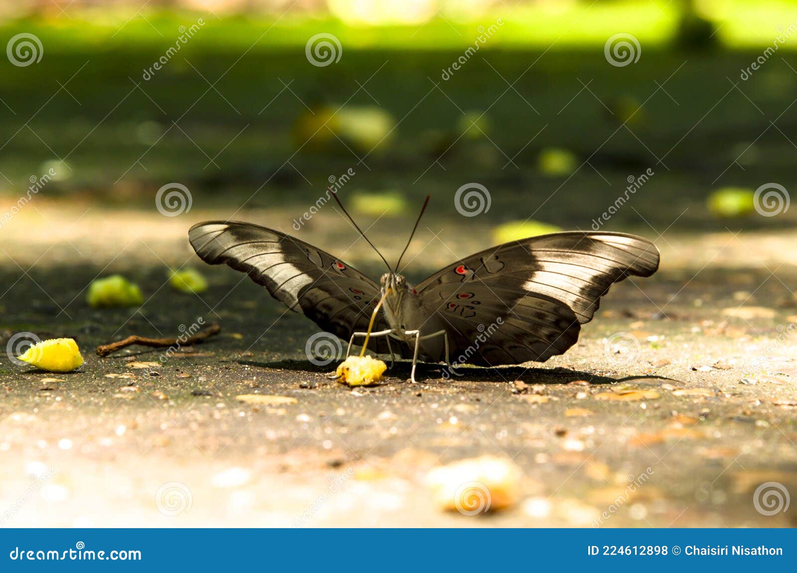 Butterflies are Eating Nectar from Fruit in the Forest. Stock Photo Image of exotic, flower