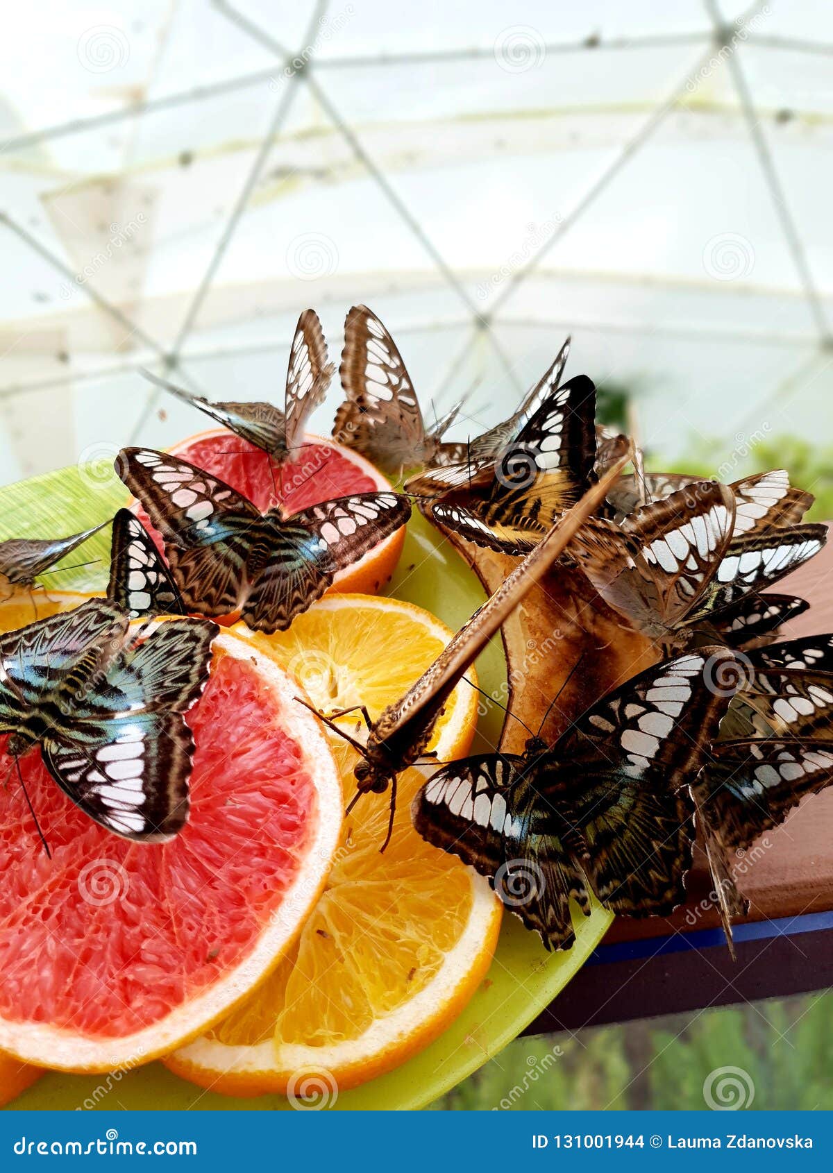Butterflies stock photo. Image of colourful, oranges 131001944