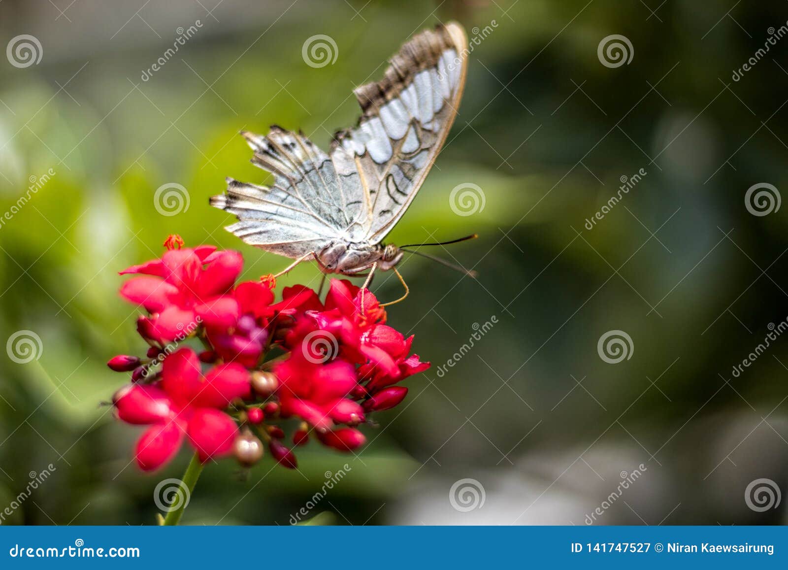 Butterflies are Eating Pollen Stock Image Image of bloom, color