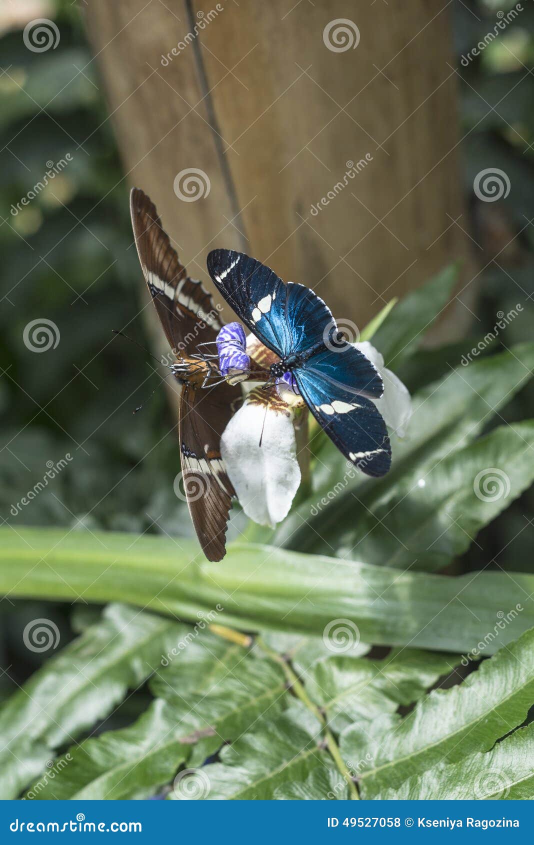 Butterflies, Ecuador stock photo. Image of ecuador, mindo - 49527058