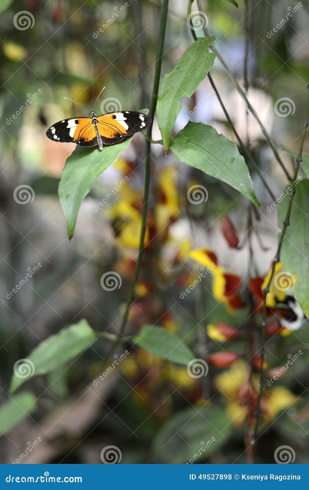 Butterflies, Ecuador stock photo. Image of cyclus, beginnings - 49527898