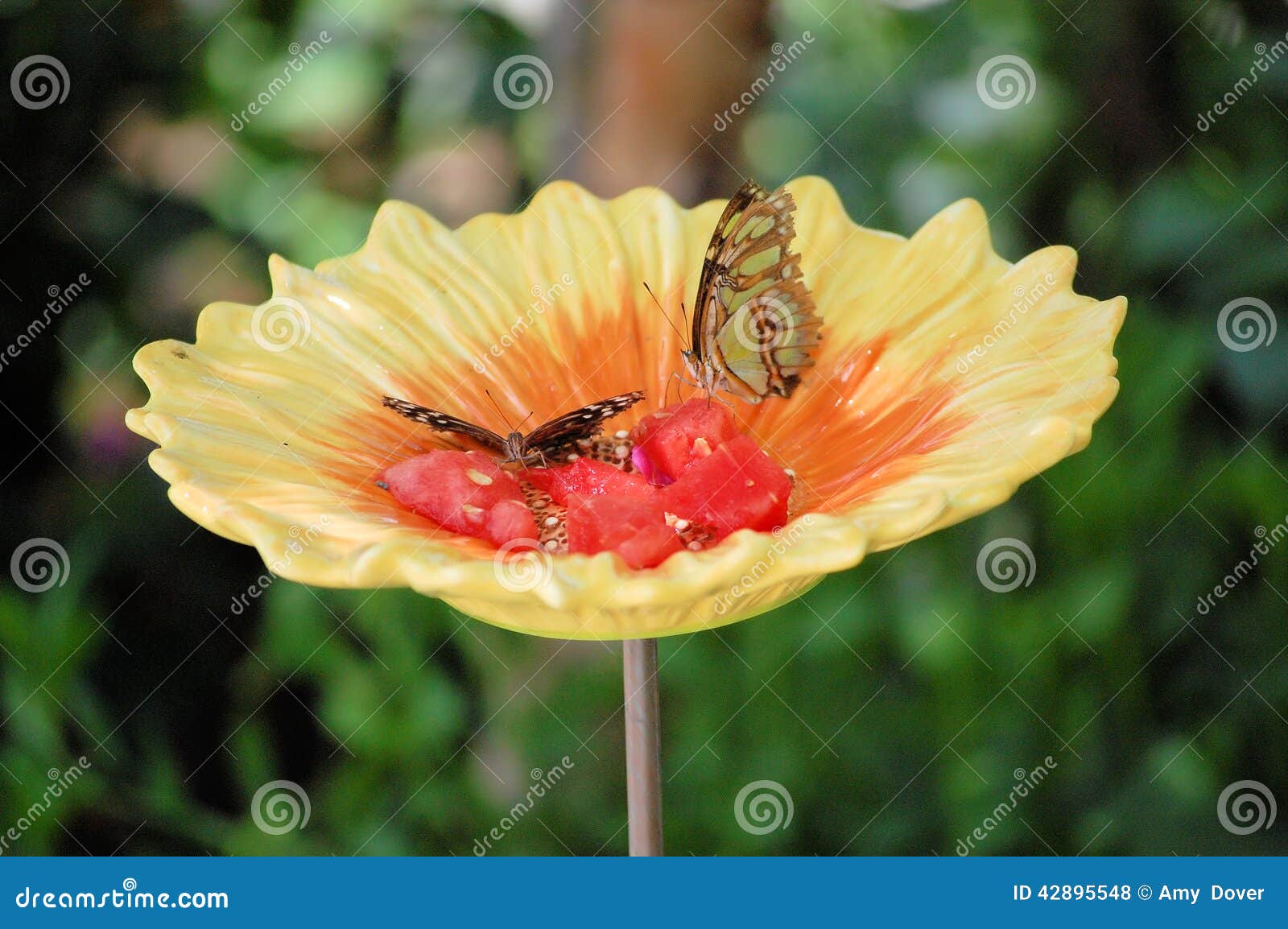 Butterflies stock photo. Image of butterflies, carolina 42895548