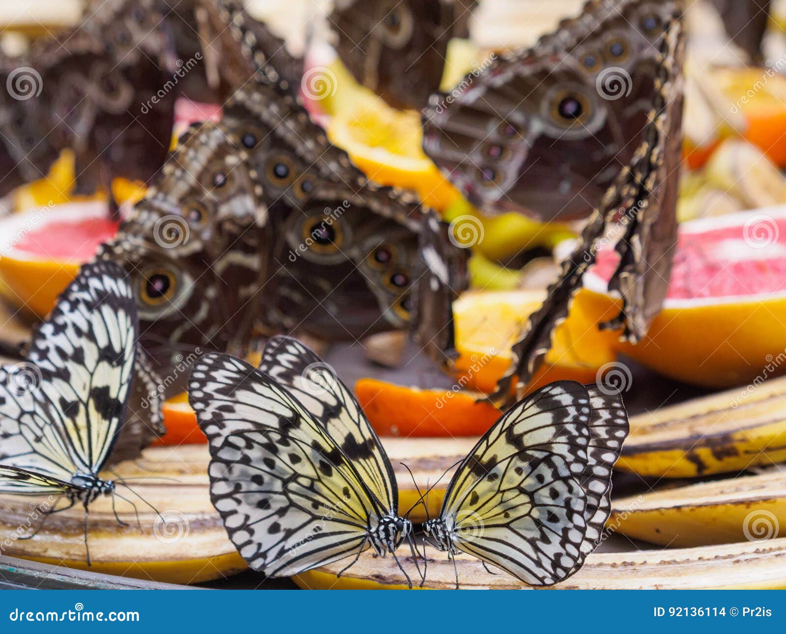 Butterflies Feeding on Fruit Stock Photo Image of grapefruit, feeder