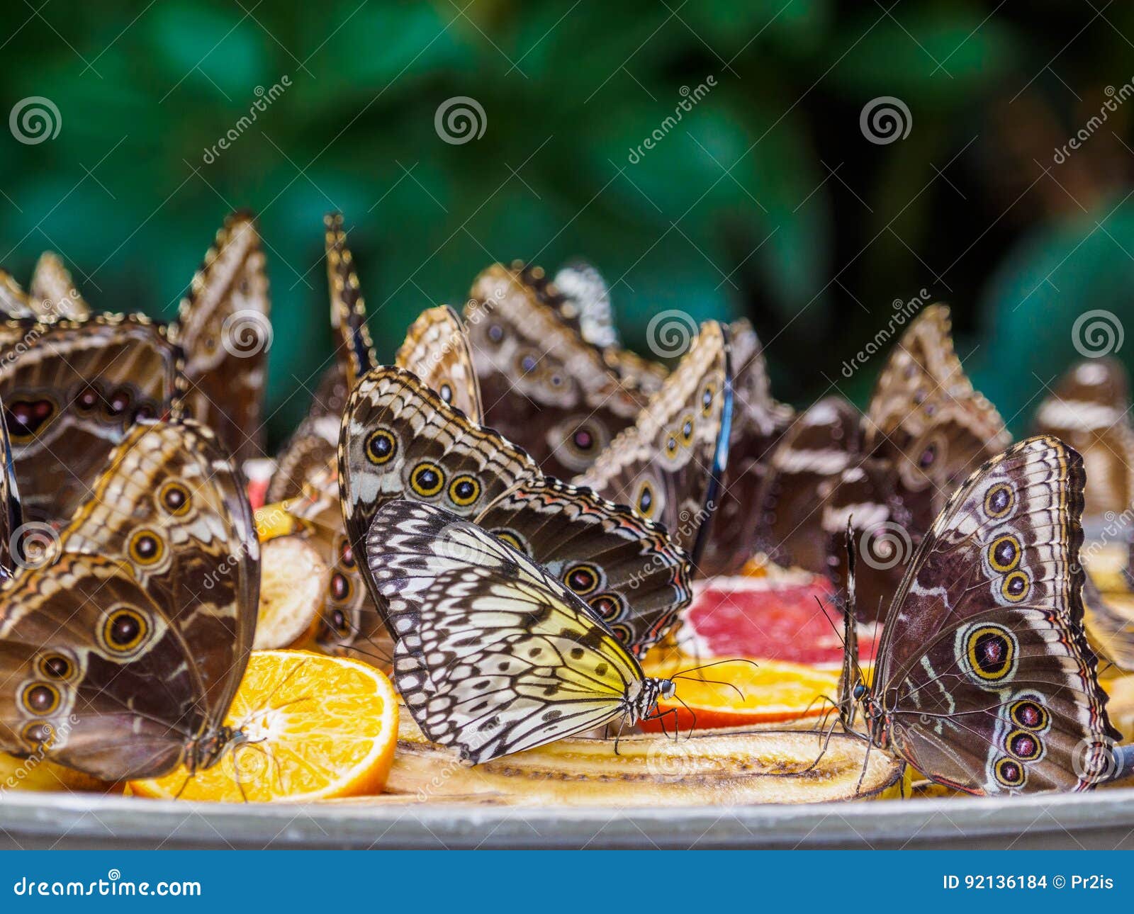 Butterflies Feeding on Fruit Stock Photo Image of insect, butterfliy