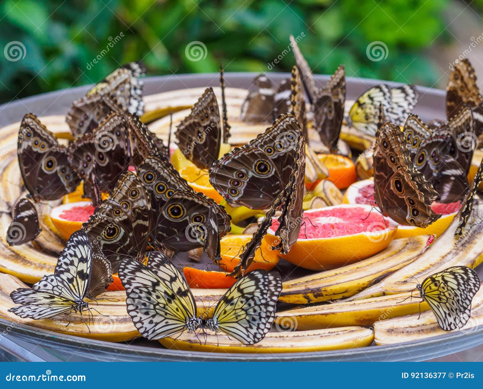 Butterflies Feeding on Fruit Stock Image Image of colorful, insect