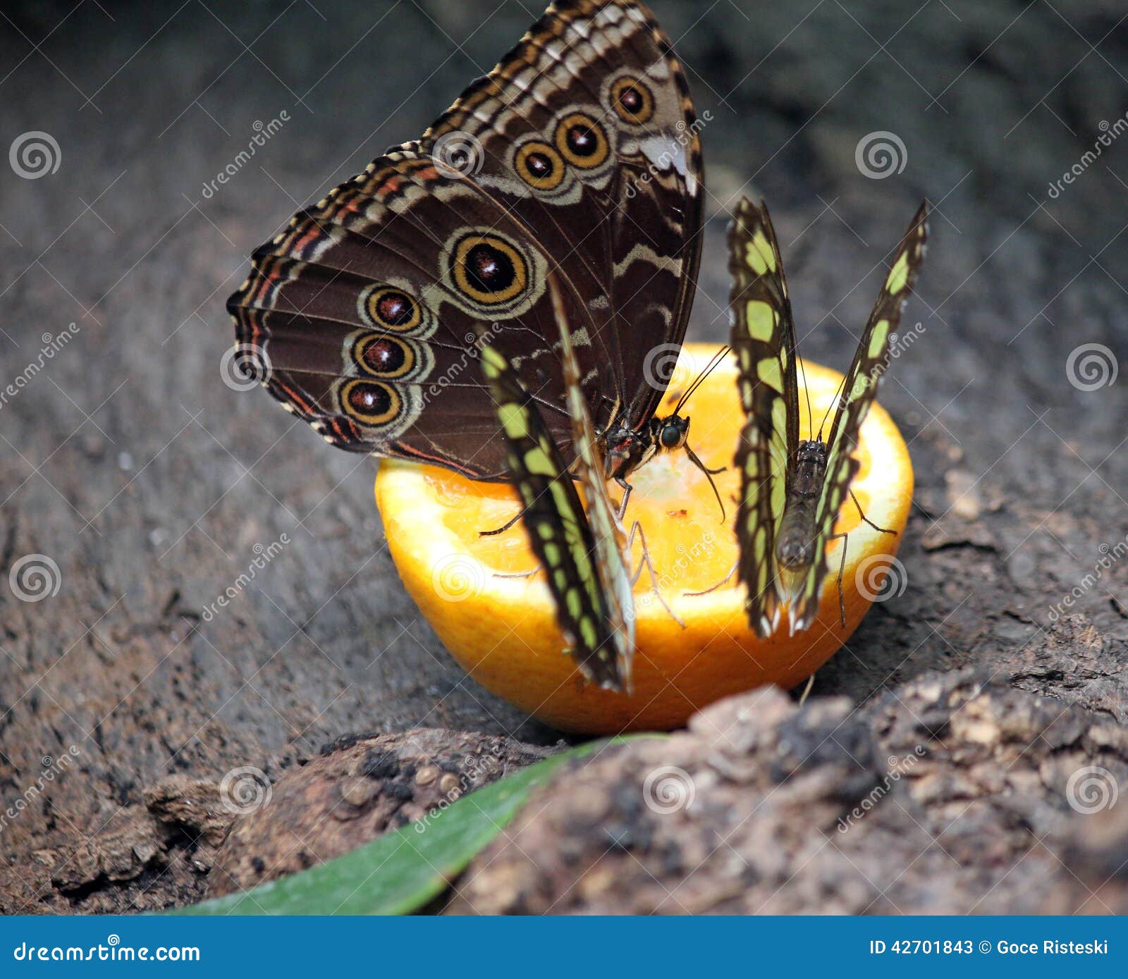 Butterflies stock image. Image of color, nice, elegant 42701843