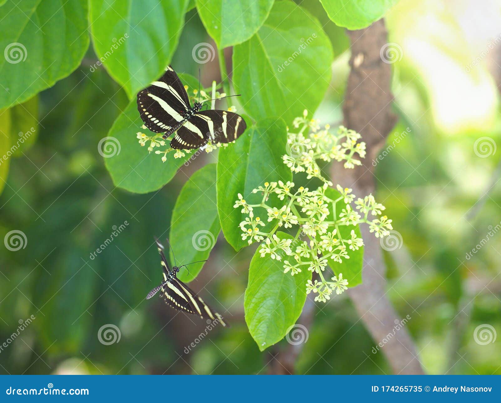 Butterflies on a Flowering Tree Stock Image Image of petal, flower