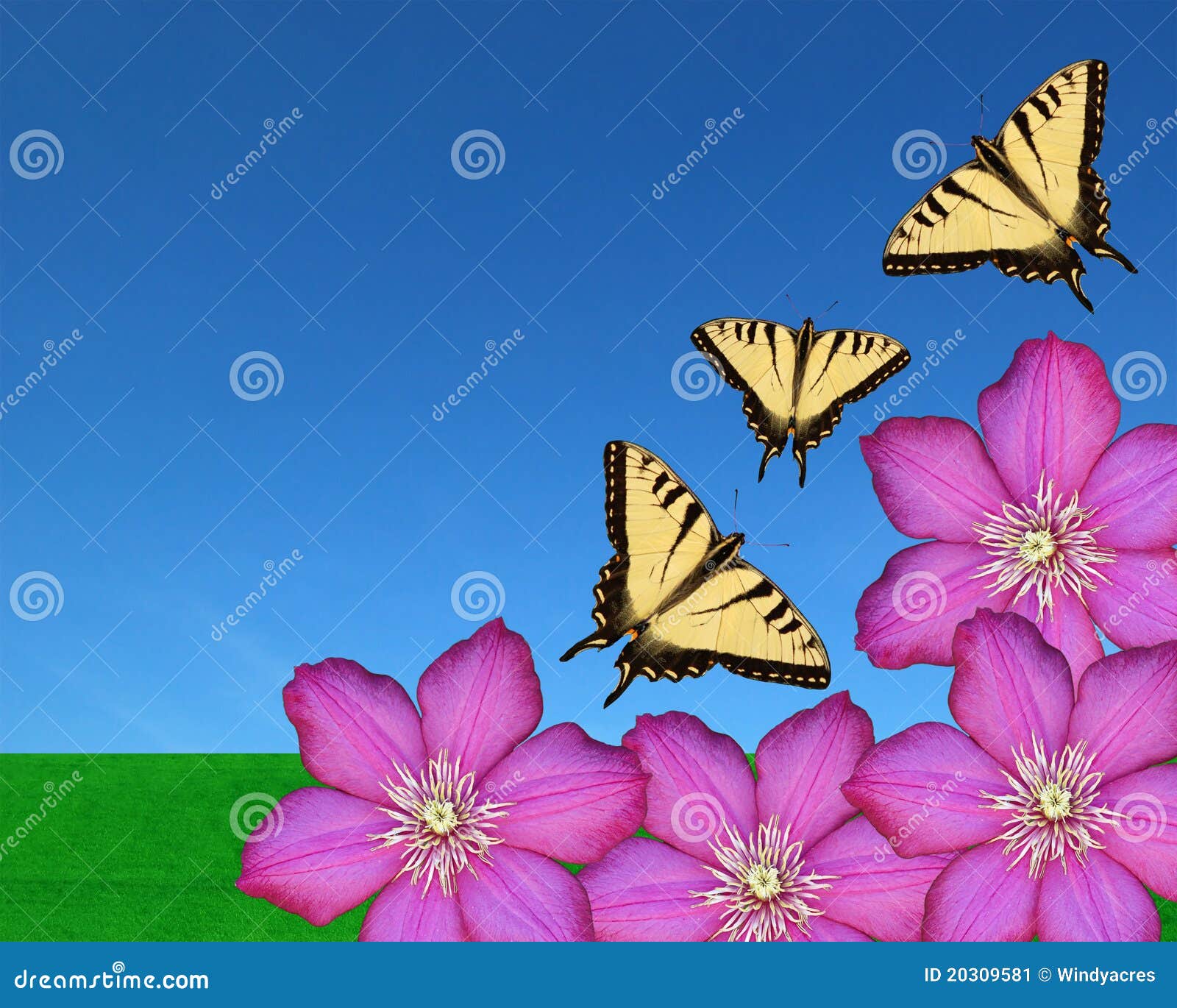 Butterflies and Flowers stock image. Image of garden 20309581