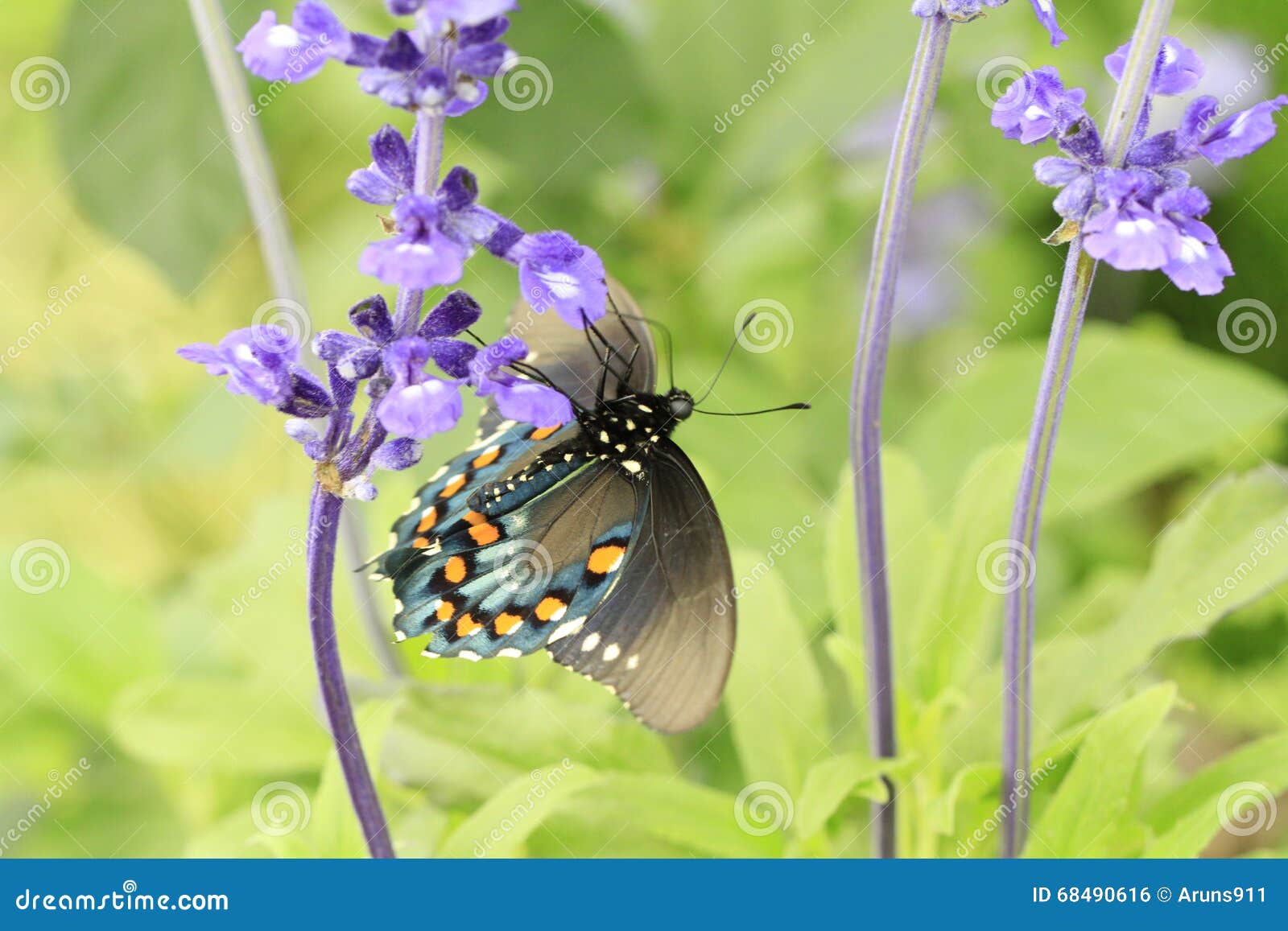 Butterflies, Flowers and Plants Stock Photo Image of green, pistol