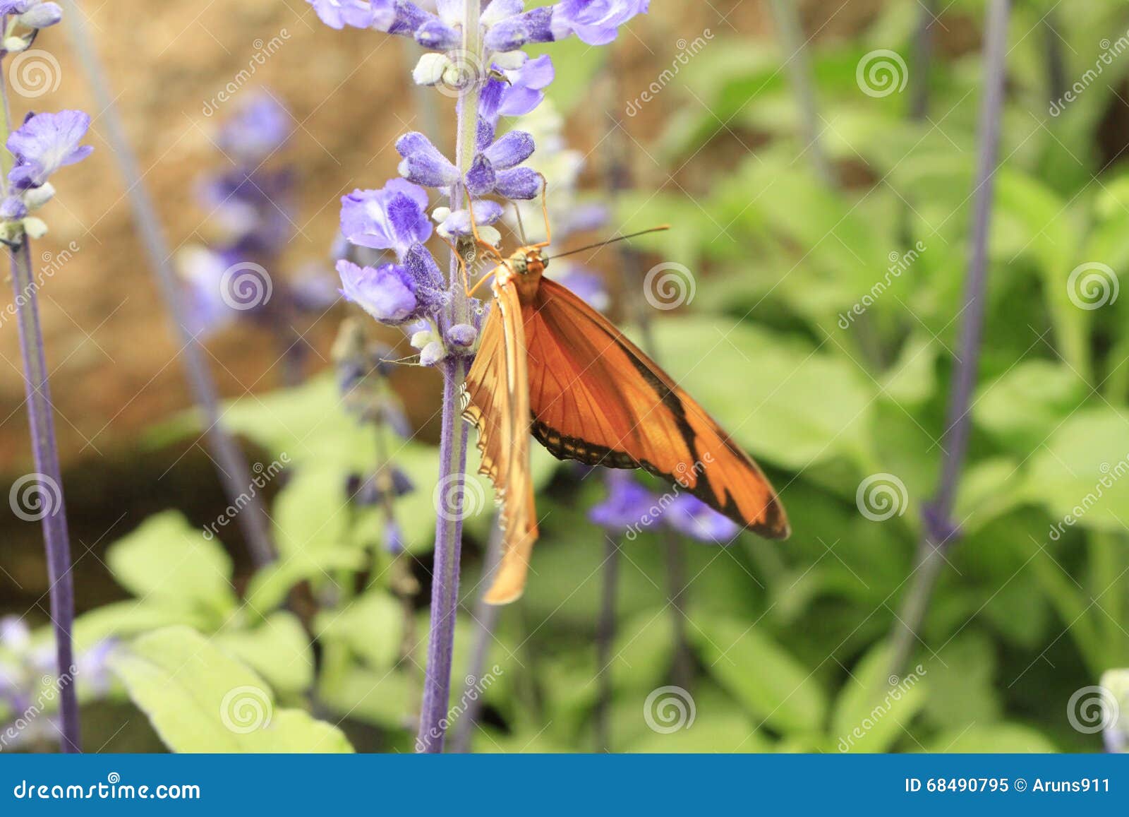 Butterflies, Flowers and Plants Stock Image Image of butterflies