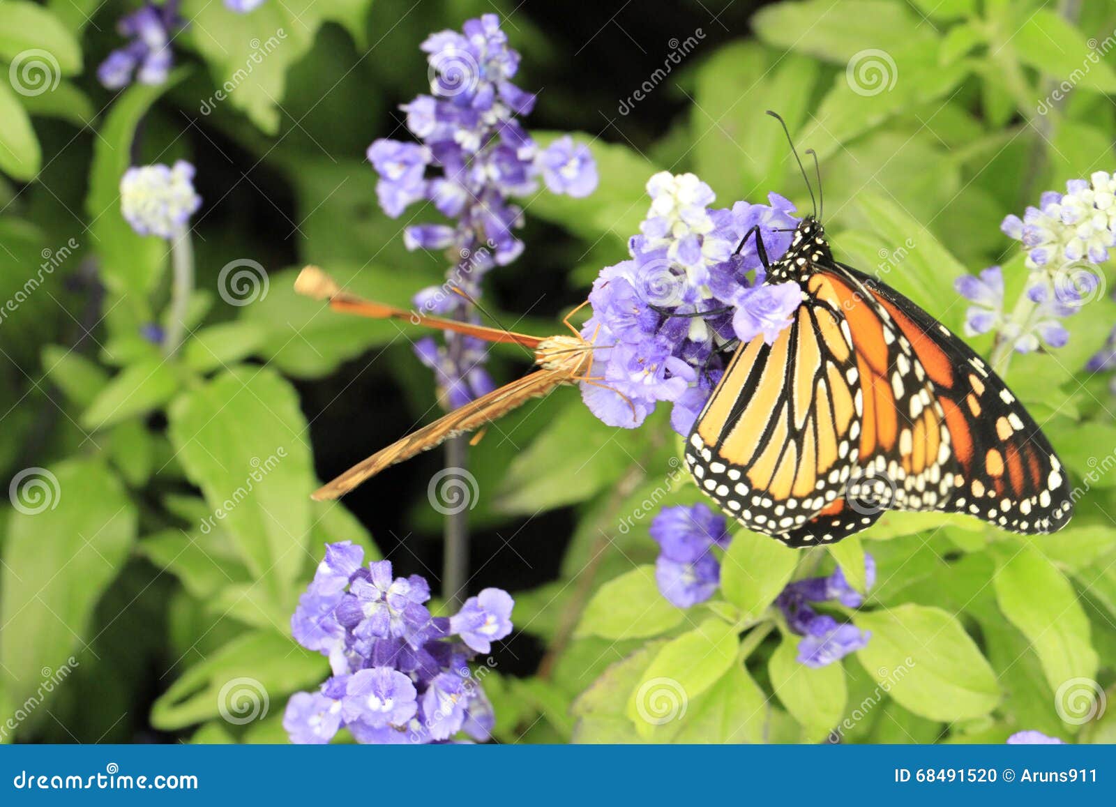Butterflies, Flowers and Plants Stock Photo Image of leaf, pollen