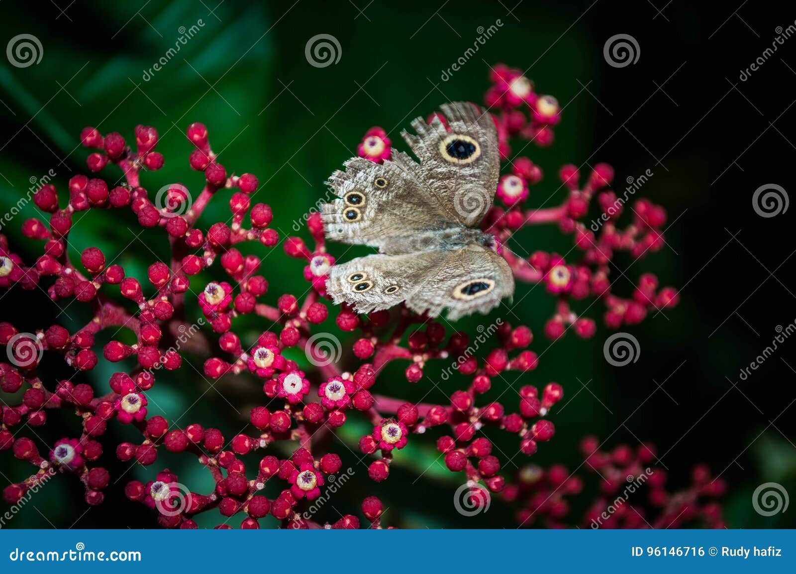 Butterflies fly away stock photo. Image of away, colour 96146716