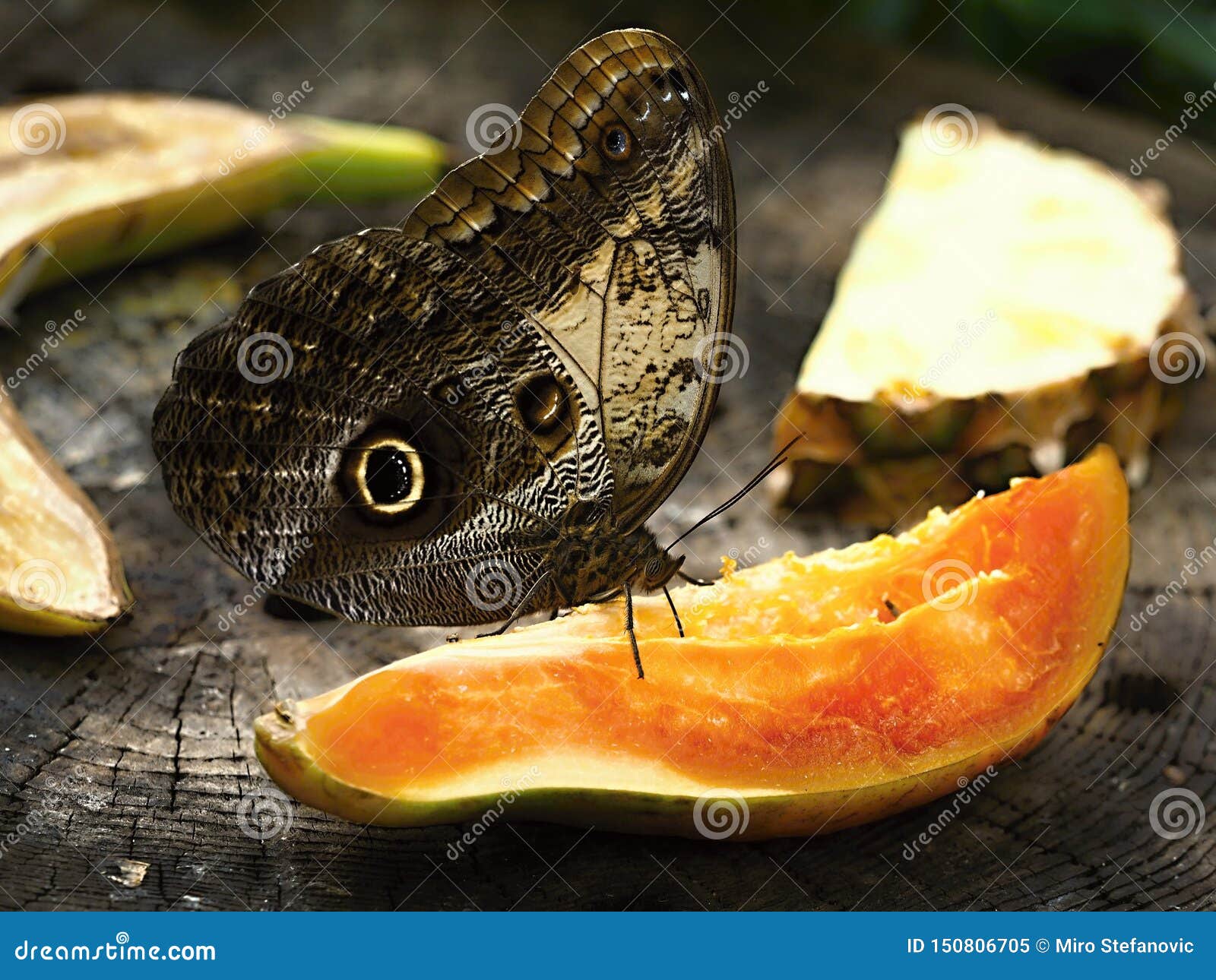 Butterfly on ZOO , Close Up Stock Image Image of highresolution