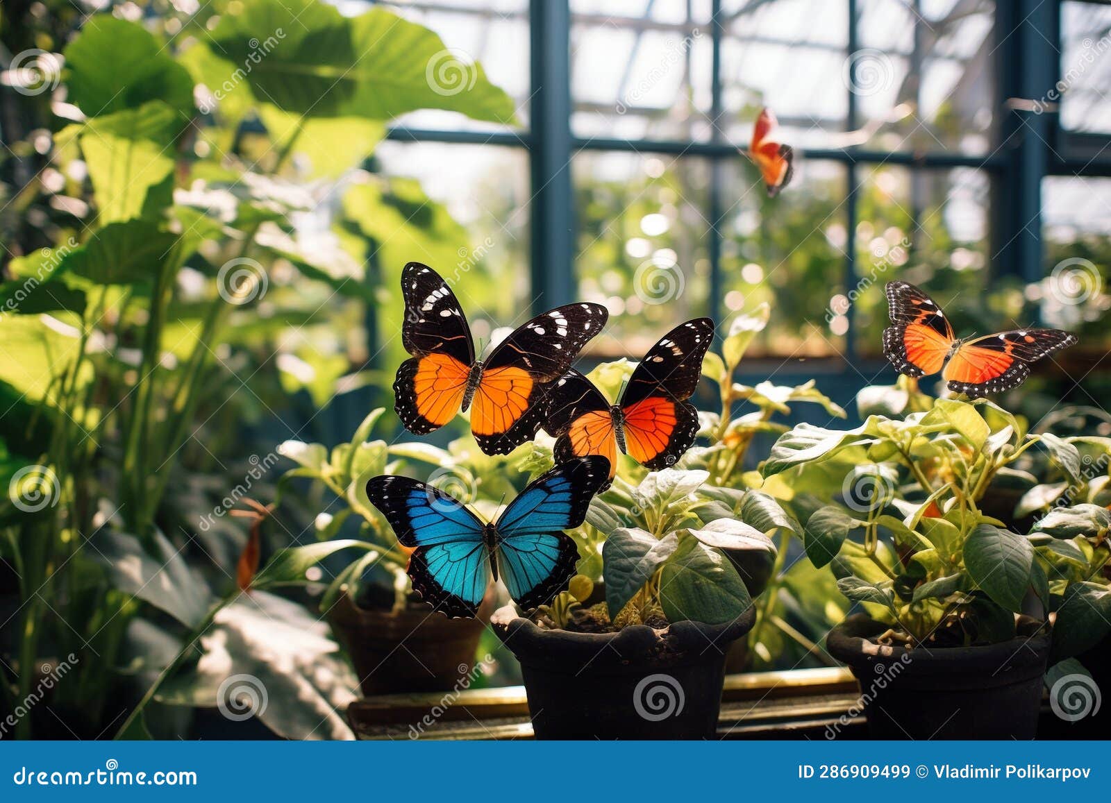 Butterflies in the Garden Greenhouse Stock Illustration Illustration