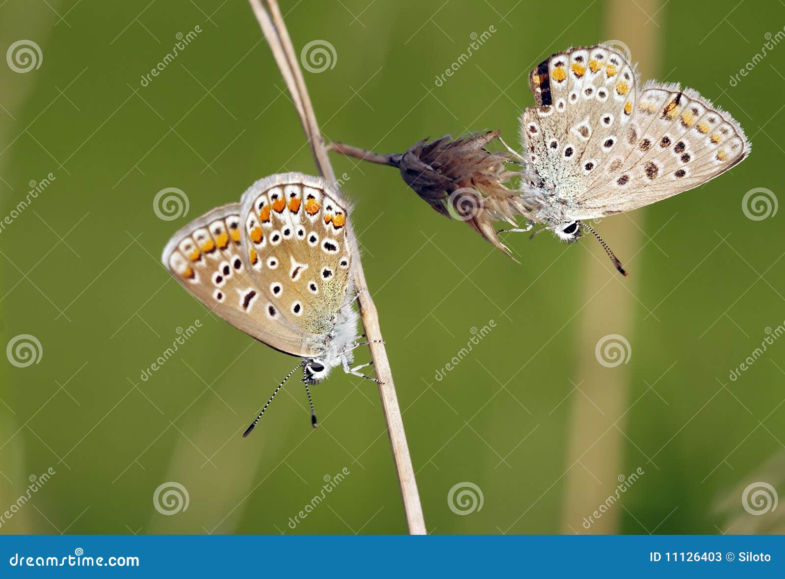 Butterflies on the grass stock image. Image of vermin 11126403