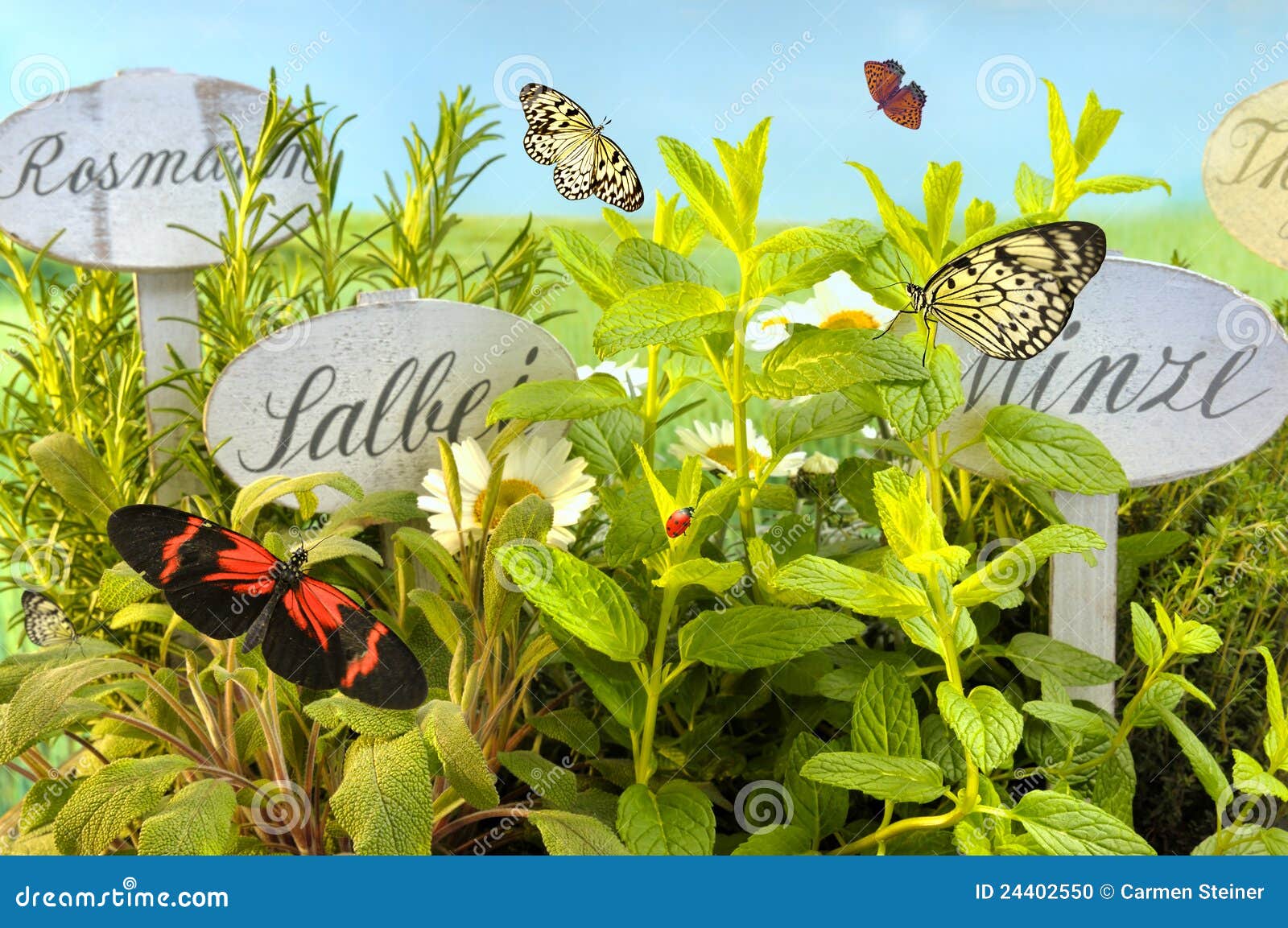 Butterflies in herb garden stock photo. Image of plants 24402550