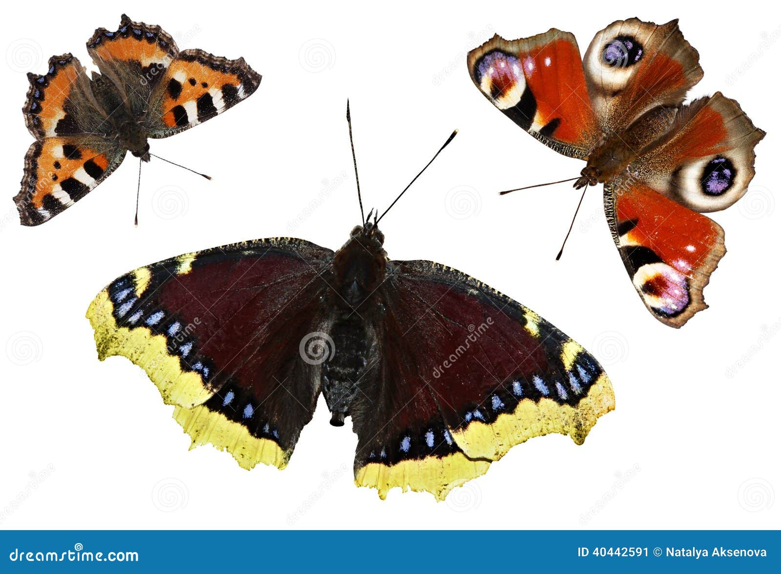 Butterflies Isolated On White Background. Set Butterfly Stock Image ...