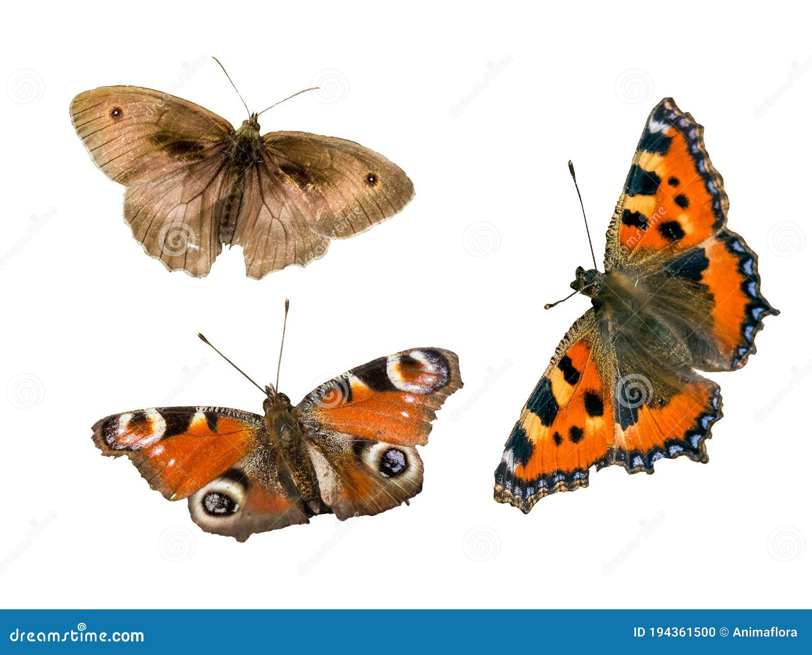 Butterflies Isolated Whiteboard White Background Stock Photo - Image of ...