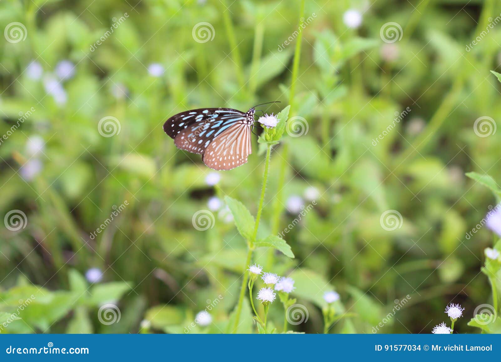 Butterflies Live in Gardens. Stock Photo Image of natural, feeding