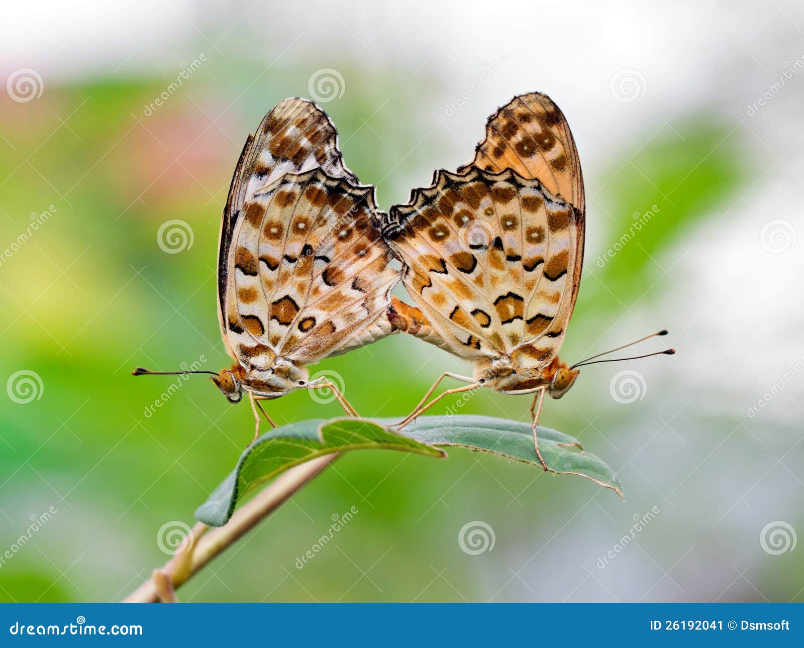 Butterflies in love stock image. Image of mating, colourful 26192041