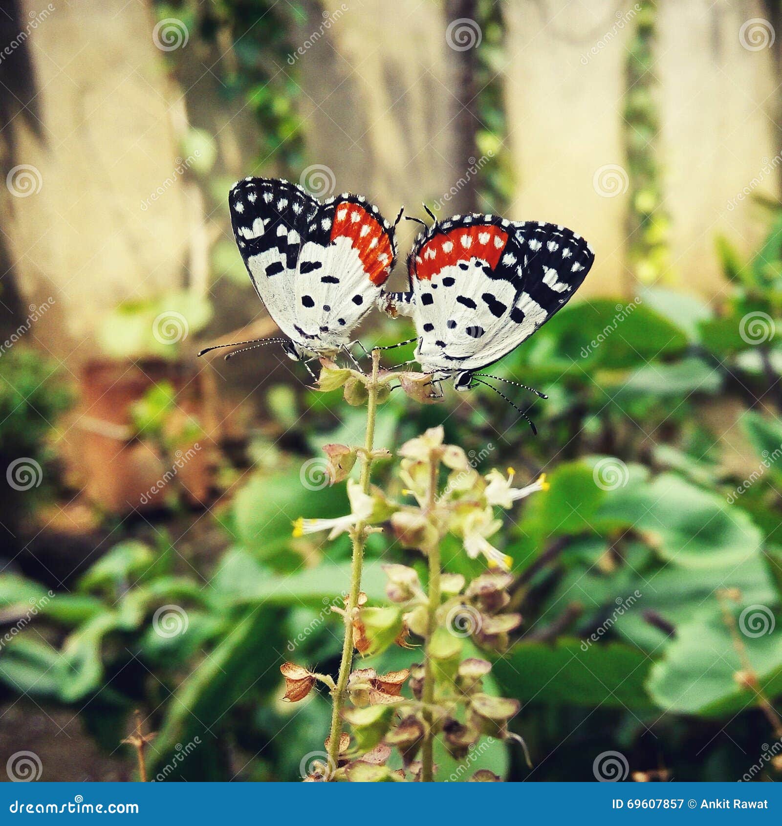 Butterflies love stock image. Image of mating, butterflies 69607857