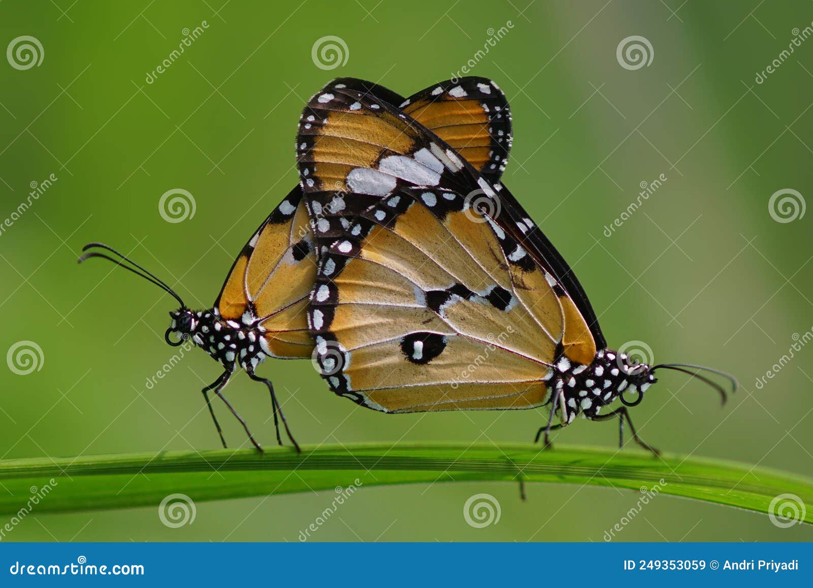 Butterflies are Mating, Butterfly are Mating, Stock Image Image of